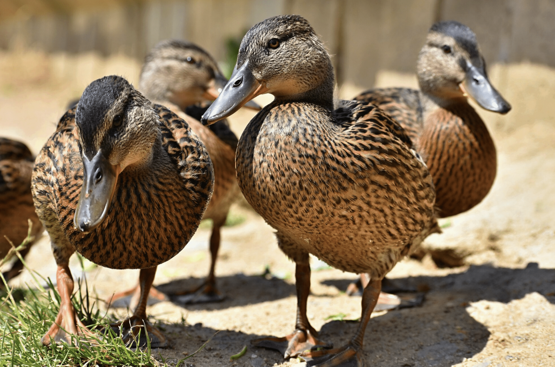 Vaccination canard - Géosane, spécialiste de l’élevage