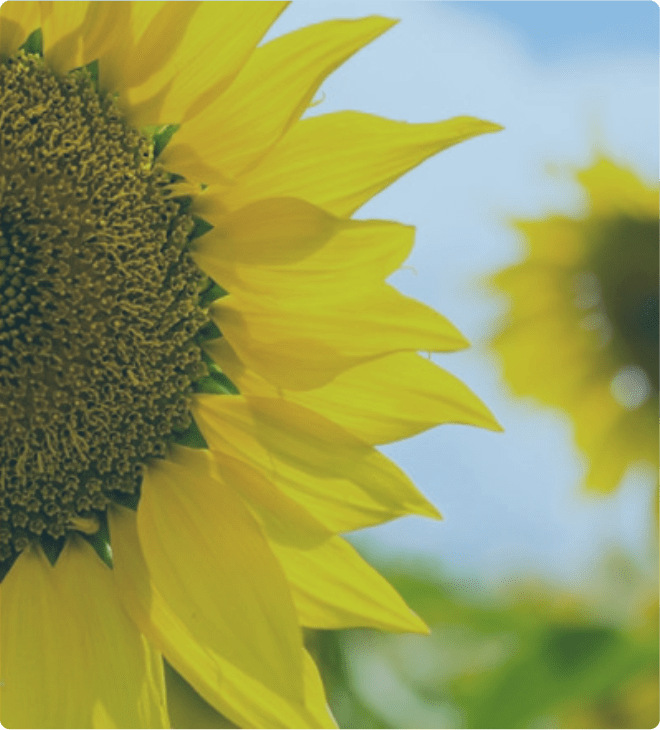 Tournesol avec filtre