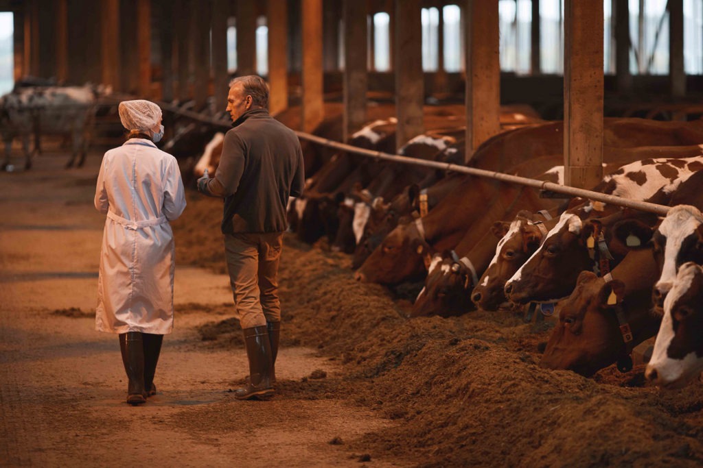 Fermier avec une vétérinaire dans le bâtiment pour vaches