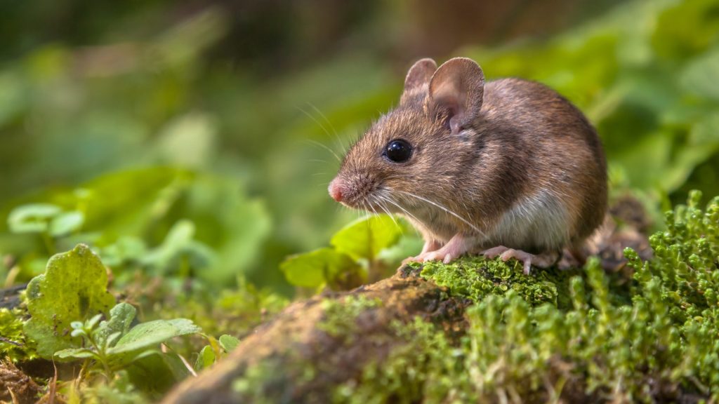 La souris : infos et conseils d'élevage