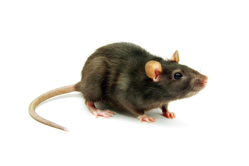 Traitement des nuisibles rongeurs rats en élevage