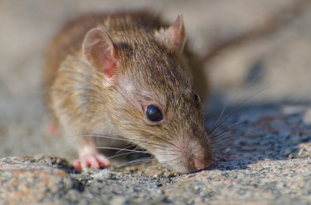 rongeurs, rats, en élevage