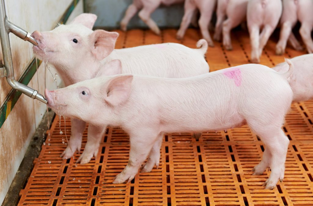 Geosane nutrition porc en élevage en agriculture