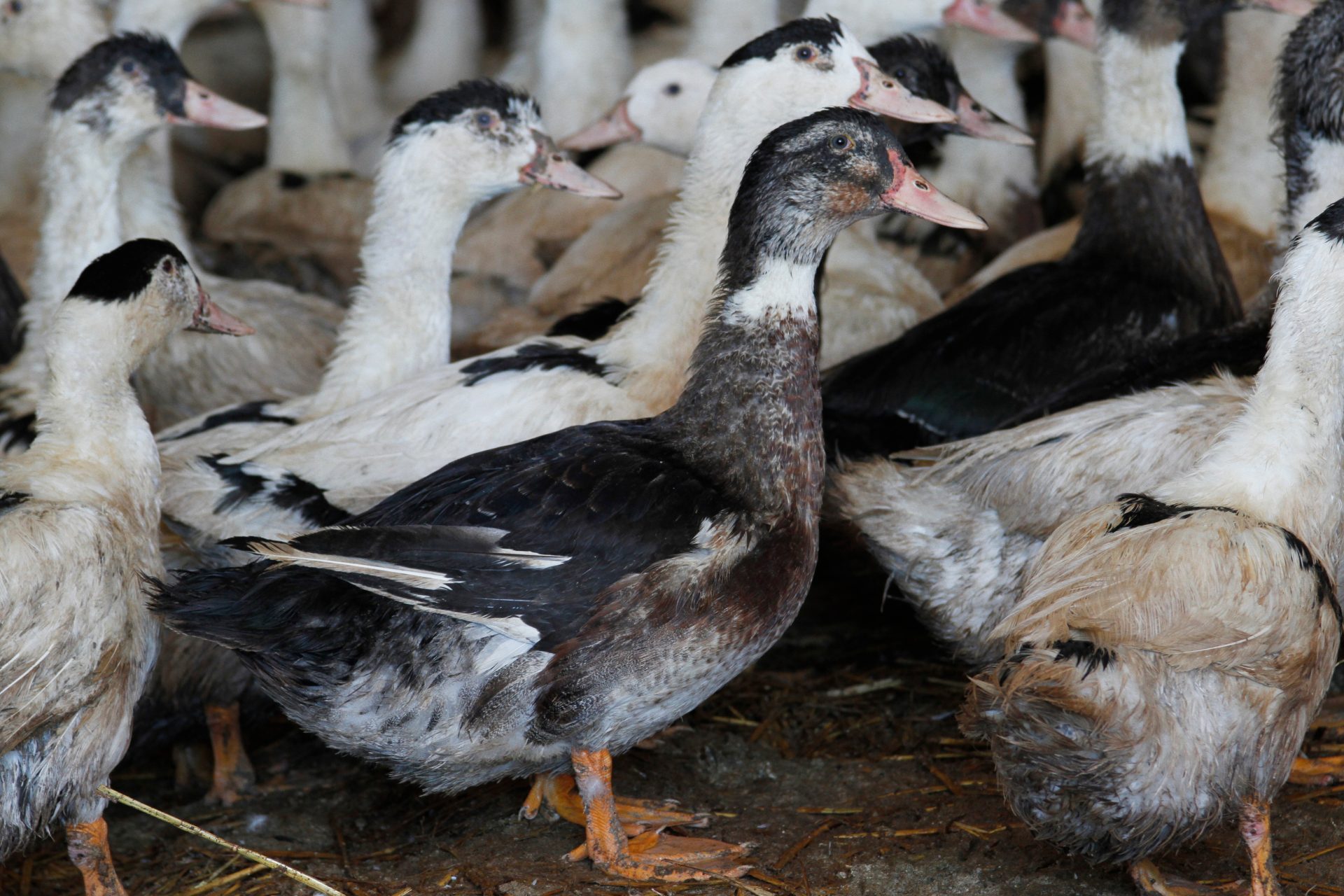 Canard, désinfection et décontamination des bâtiments agricoles